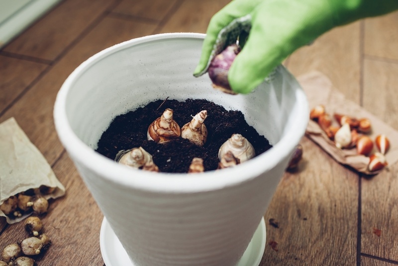 Laatste kans om voorjaarsbollen te planten