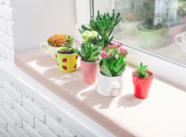 Kamerplanten