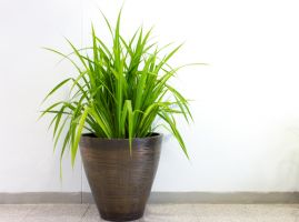 Kamerplanten